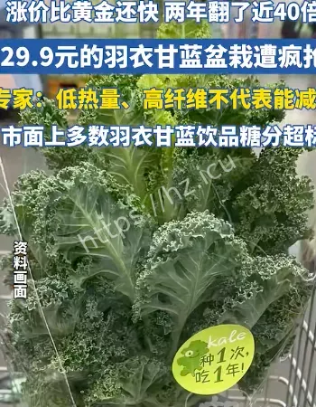 羽衣甘蓝涨疯